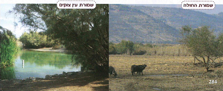 (בספר שתי תמונות:) שמורת החולה, שמורת עין צוקים.